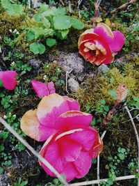 High angle view of pink flowers blooming outdoors