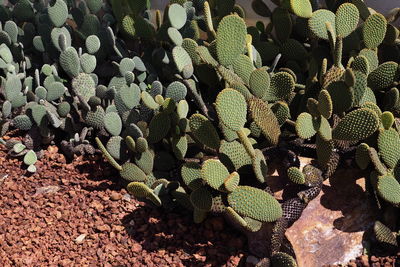 High angle view of cactus growing on field