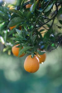 Fruits growing on tree