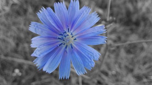 Close-up of purple flower blooming against blue sky