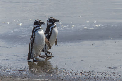 Magellan penguins on shore