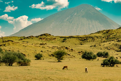 Masai boran cattle grazing at mount ol doinyo lengai in ngorongoro conservation area in tanzania