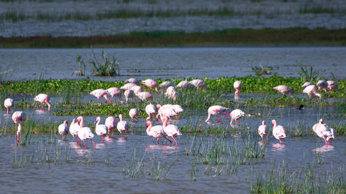 Swans in lake