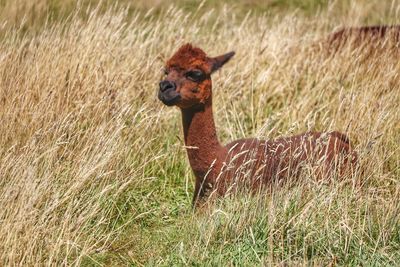 View of an animal on field