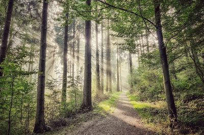 Trees in forest