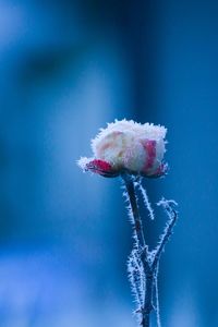 Close-up of frozen plant against blue sky