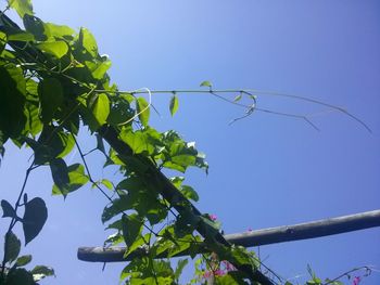 Low angle view of tree against clear blue sky