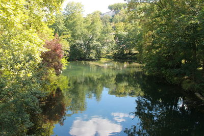 Reflection of trees in lake