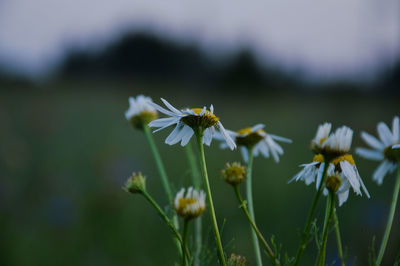 Close-up of flowers blooming outdoors