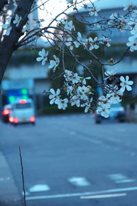Cherry tree by road in city