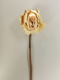 Close-up of rose