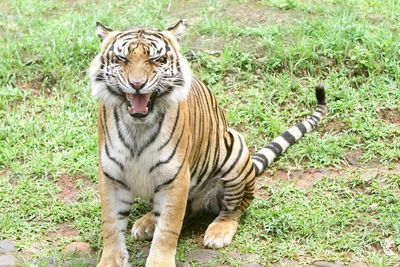 Close-up of tiger on field