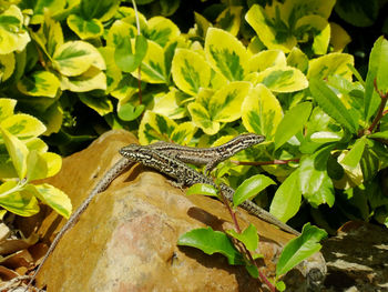 Close-up of lizard on plant