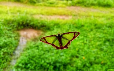 Close-up of butterfly on flower