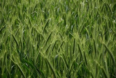 Full frame shot of wheat crop