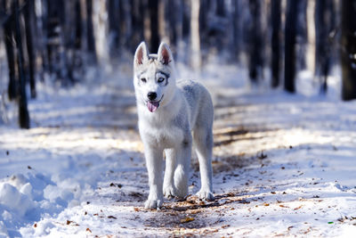 Dogs running on snow covered field