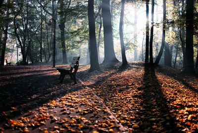 Empty bench against trees during autumn at park