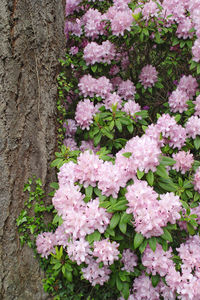 Close-up of pink flowering plants