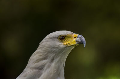 Close-up of a bird looking away