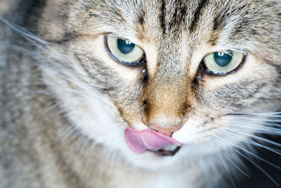 Close-up portrait of cat