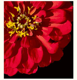 Close-up of red flowers