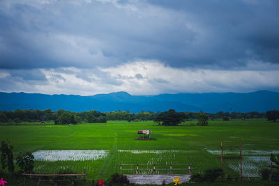 Scenic view of agricultural field against sky