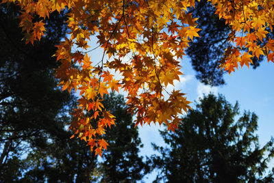 Low angle view of autumnal trees against sky