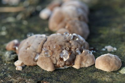 Close-up of crab on rock