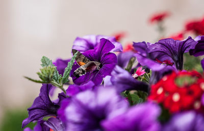 Close-up of insect on purple flowers