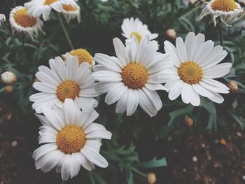 Close-up of flowers blooming outdoors