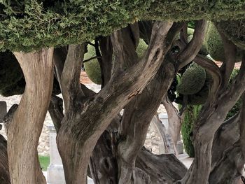 View of tree trunk