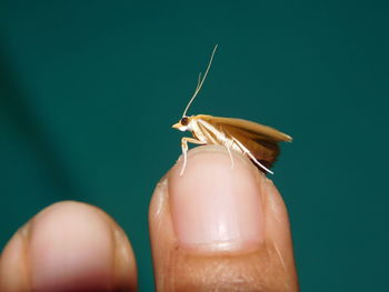 Close-up of butterfly on hand