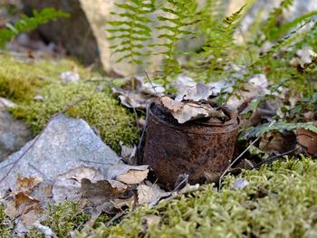 Plant growing on rock