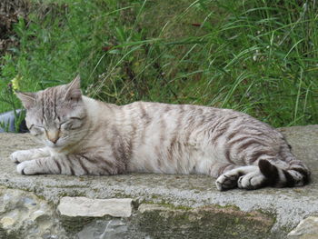 Cat resting on grass