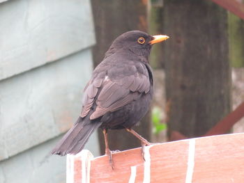 Close-up of bird perching on wall