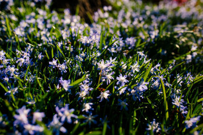 Close-up of purple flowering plants on field