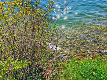 Plants growing in water