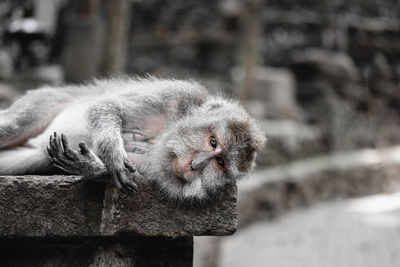 Close-up of a monkey laying down in forest