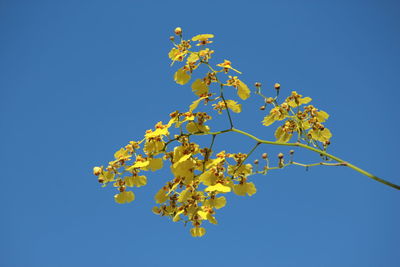 Low angle view of tree against clear blue sky