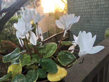 Close-up of white flowering plant
