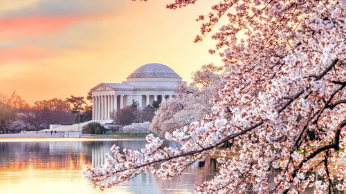 View of cherry blossom tree at sunset