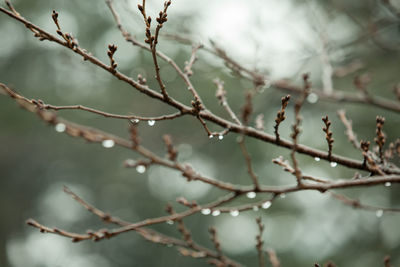 Close-up of tree branches