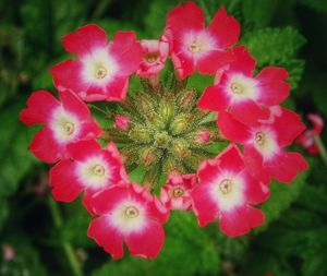 Close-up of pink flowers in park