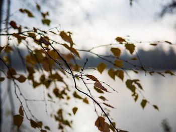 Close-up of plant against sky