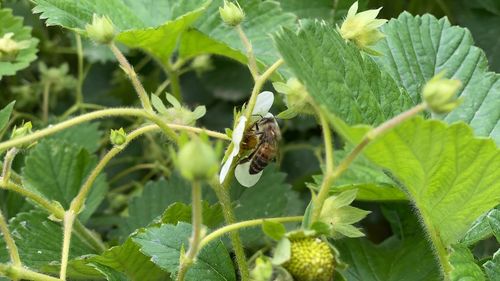 Close-up of insect on plant