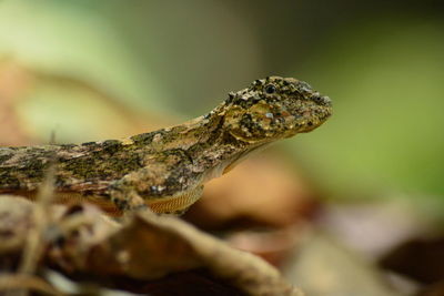 Close-up of a lizard on tree