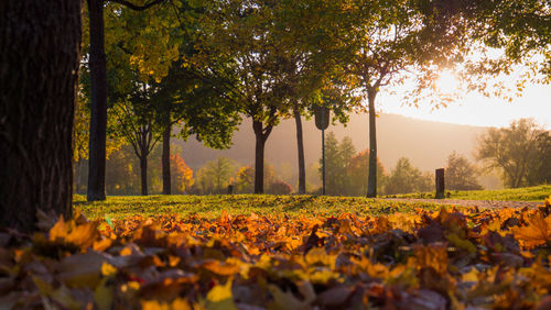 Trees in park during autumn