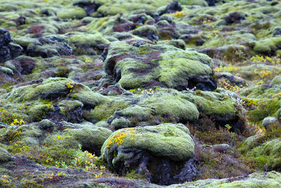 Close-up of moss on rock