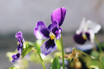 Close-up of purple crocus blooming outdoors