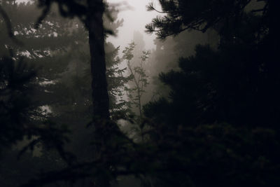 Silhouette trees in forest against sky